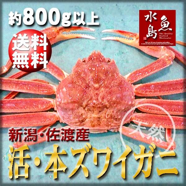 活ズワイガニ姿 新潟・佐渡産「活 本ズワイガニ」（生 本ずわい蟹）特大800g以上 送料無料