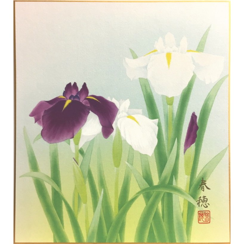 藤田春穂 『菖蒲』 色紙絵 絵画 日本画 花 春 初夏 端午の節句