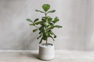 書帶木植栽