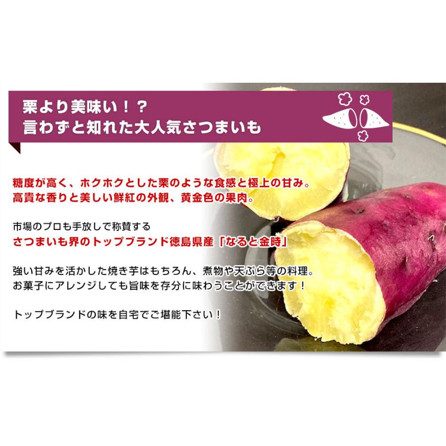 徳島県産 JA里浦 なると金時「里むすめ」 Lサイズ 約2.5キロ 9本前後 送料無料 きんとき さつまいも サツマイモ　薩摩芋 新芋 高系14号 市場発送