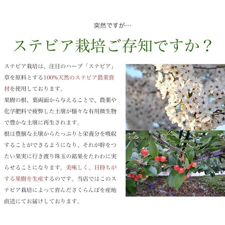 さくらんぼ 山形県産 紅秀峰 秀品 2L 500g 化粧箱入り 送料無料 (遠方送料加算) 食品 お中元 ギフト プレゼント