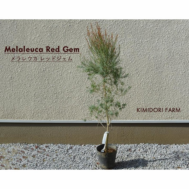 楽天市場】【現品発送】メラレウカ レッドジェム 樹高2.2m(鉢底から）9