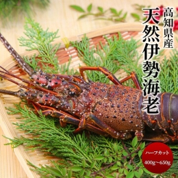 高知県産 冷凍伊勢海老（約400ｇ～650ｇ） 楽ちんハーフカット 海鮮BBQ アウトドア 甲殻類 エビ