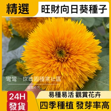 現貨【旺財向日葵種子】（50粒）四季 紅火輪向日葵 矮稈多頭向日葵 食用向日葵 矮桿多頭向日葵 高發芽率 向日葵種子