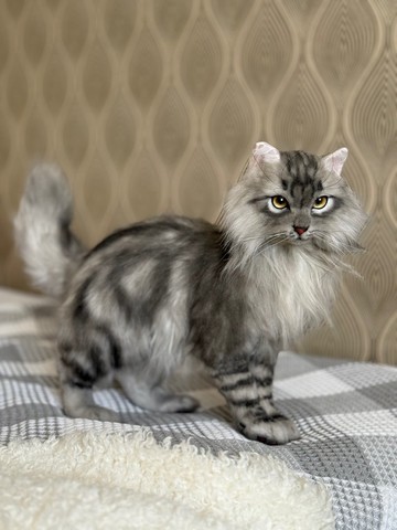 擬真絨毛貓咪玩偶