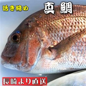 真鯛 活き締め 約3.5kg 養殖 刺身用　　真鯛大型サイズ、高級鮮魚