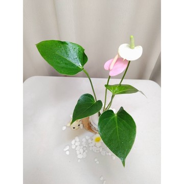 《Kamata🌈》☘️火鶴花☘️粉紅火鶴花 觀葉植物 室內植物 季節花卉~另售「裸株」