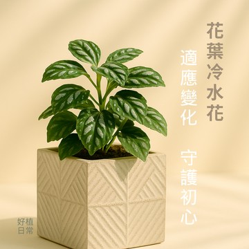 【好植日常】花葉冷水花 - 適應變化．守護初心的療癒綠植