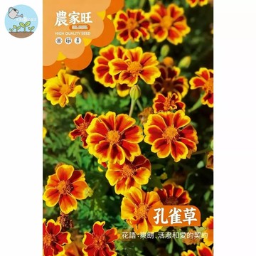 【原廠包裝】孔雀草種子Pacock flower 1克裝 萬壽菊金盞花 驅蟲植物 四季開花 爆盆容易 陽台盆栽 花壇綠化