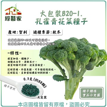 【綠藝家】大包裝B20-1.孔雀青花菜種子 0.3克(約88顆)(有藥劑處理) 花球翠綠，外型美觀，可多階段性採收