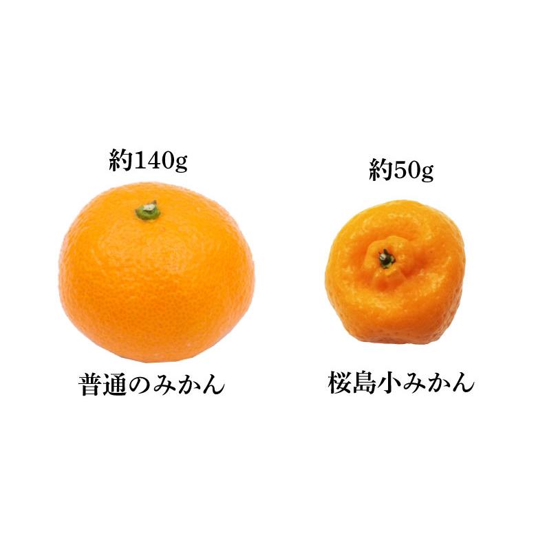 ポイント5倍 お歳暮 ギフト 桜島 小みかん 秀品 贈答用 3kg 送料無料 12月出荷 お正月 Y常