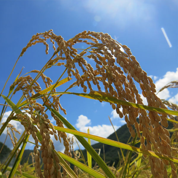 秋田県産 あきたこまち、山形県産 雪若丸 4kg（2kg×2袋）