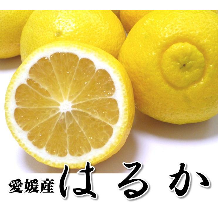 はるか みかん 5kg 良品 家庭用 愛媛県産 おすすめ はるか みかん 訳あり