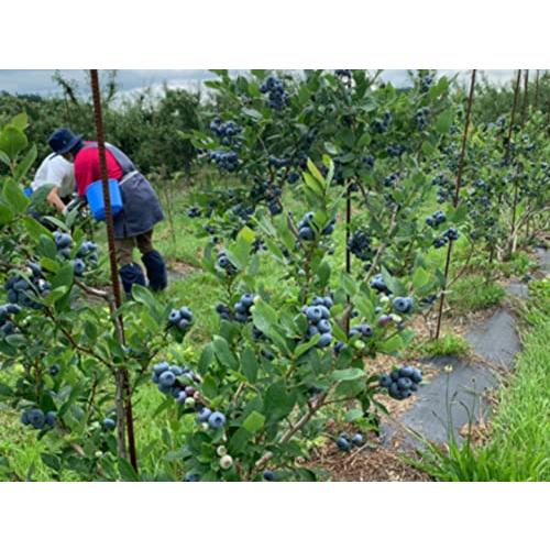 北海道産冷凍ブルーベリー1kg（1000g×1P）2023年収穫