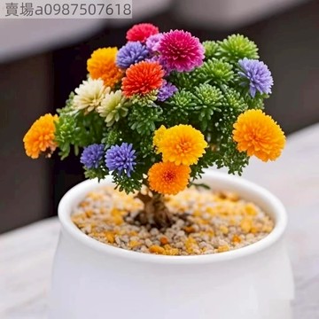 現貨 球鬆多肉（100粒）四季種植 球松多肉種子 小松多肉植物盆栽群生多頭姬紅小松肉肉花卉種子