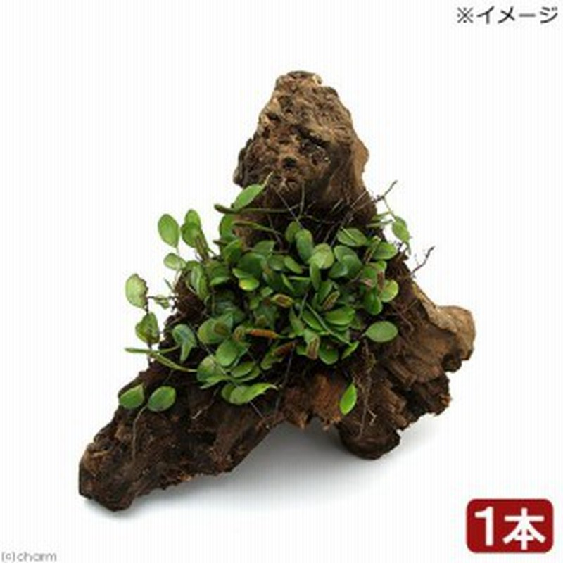 観葉植物 苔 テラ向け マメヅタ付き流木 ｍサイズ ２０ｃｍ前後 １本 通販 Lineポイント最大1 0 Get Lineショッピング