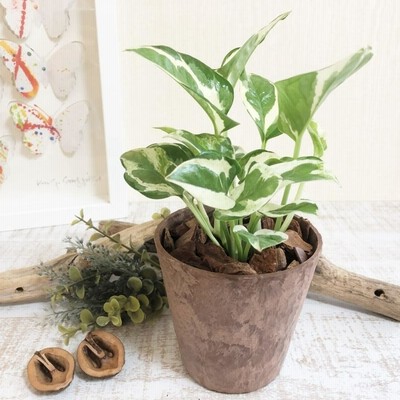 ポトス　エンジョイ　ヒノキが香る鉢　観葉植物