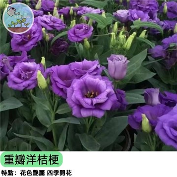 【花店最愛】F1切花重瓣洋桔梗 紫羅蘭色 種子 日本進口品系 花型立體 瓶插花期長 陽台盆栽可種 專業花農推薦