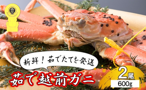 茹で越前ガニ食通もうなる本場の味をぜひ、ご堪能ください。約600g 2尾セット 越前がに 越前かに 越前カニ カニ ボイルガニ