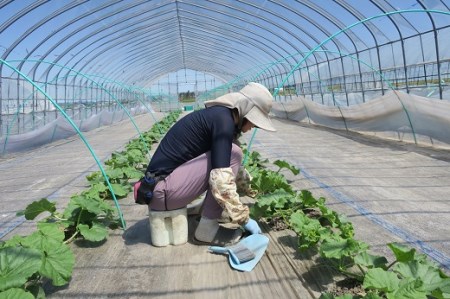 北海道栗山町産 幻のメロン 2玉