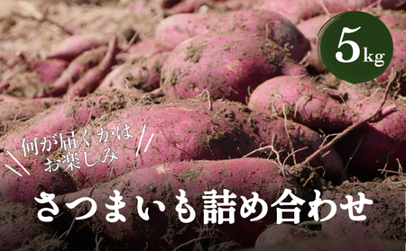 さつまいも詰め合わせ5kg（3種以上 何が届くかはお楽しみ） 富山県 氷見市 さつまいも サツマイモ 詰め合わせ