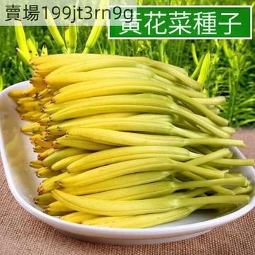 🥬【食用黃花菜種子】🥬 金針菜籽 四季易種 忘憂草種子 天然補腦安神種子 黃花菜種苗 觀賞蔬菜種子