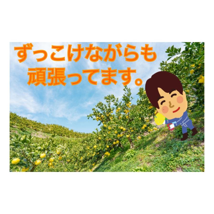 厳選 園主こだわり土佐文旦3kg大玉(5〜7玉）（2024年2月1日から順次発送）  柑橘 かんきつ  果物 くだもの  フルーツ 贈り物 ギフト