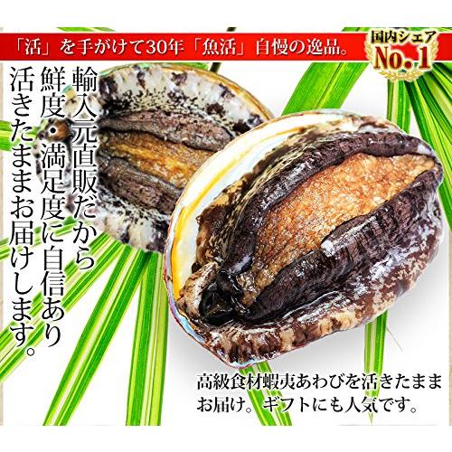 活蝦夷あわび（50g前後）1枚 活き物のため配送日時のご指定をお願いします。