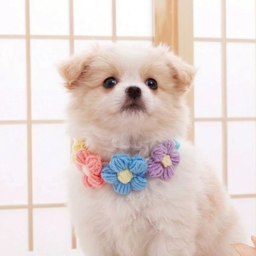 🐩寵物項圈🐈 生日佈置 收涎佈置 生日慶生 收涎派對 週歲生日佈置 性別派對 寵物生日佈置套組 氣球佈置 週年紀念日