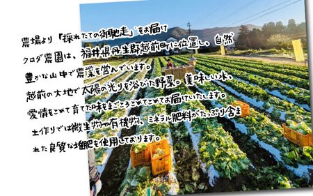 期間限定 鮮度抜群 農場より直送！お楽しみ野菜セット 旬の野菜・定番野菜・手作り加工品詰合せ8品以上  [e62-a002]