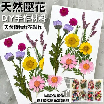 【A-ONE】永生壓花 乾燥壓花 書籤DIY 押花真花壓花 植物標本素材 乾花 小菊花 花藝材料包 永生花材