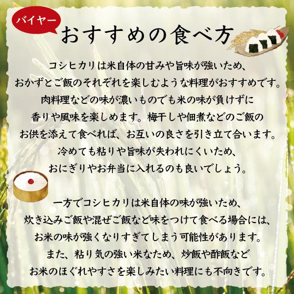 新米 令和5年産米 10kg コシヒカリ 新潟 送料無料 あすつく 美味しい お米  新潟県産 こしひかり 産直 白米 おいしい お米