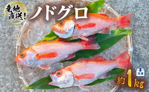 ノドグロ 約1kg 産地直送 冷凍 下処理済 アカムツ のどぐろ 高級魚 水揚げ時重量約1kg 下処理後約800g