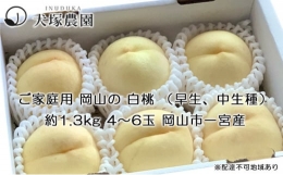 桃 2024年 先行予約 ご家庭用 岡山 の 白桃 （早生、中生種）約1.3kg 4～6玉 もも モモ 岡山市 一宮産 国産 フルーツ 果物 犬塚農園 [№5220-1280]