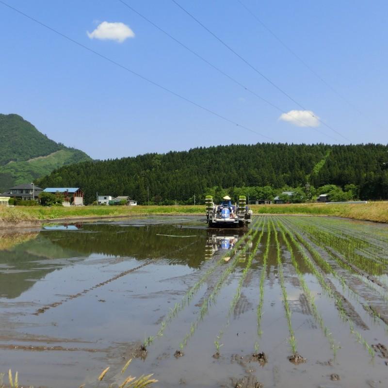 快気祝に 希少米 新潟県産 コシヒカリ 4kg 御見舞のお返し 内祝 米 お米 白米 新潟のお米 産地限定 送料無料