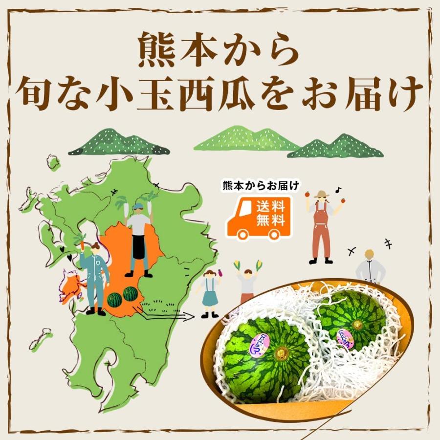 くまもと食彩の力 産地直送 熊本 小玉すいか 2玉 約3Kg Mサイズ以上 優品  訳あり (002)小玉西瓜 熊本県産 フルーツ 果物 家庭用