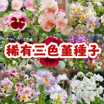次日達-【稀有三色堇種子】 春秋播種多年開花 貓貓花 盆栽三色花 矮生七彩色絢麗花卉種子陽臺盆栽造景花海種子#超優惠