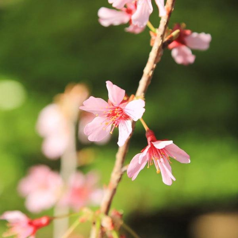 幼木苗：おかめ桜 直・大* オカメ サクラ さくら | LINEショッピング