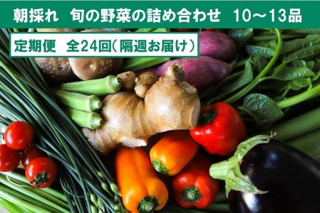 『定期便 全24回』朝採れ旬の野菜の詰め合わせ