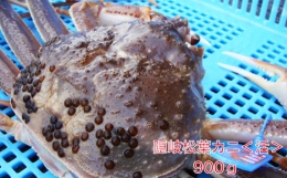 隠岐松葉カニ900g〈活〉