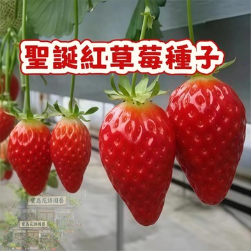 🍓草莓種子 【聖誕紅草莓種子】陽台庭院盆栽植物種子  四季種植當年結果  精選高發芽率80% #Strawberr
