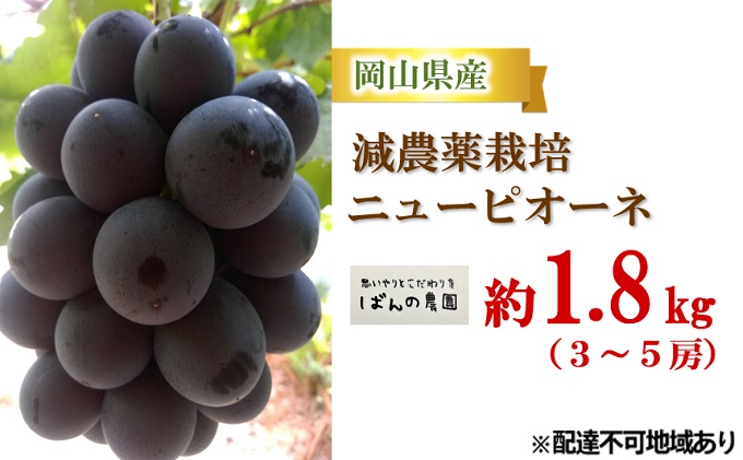 ぶどう 2024年 先行予約 ニュー ピオーネ 約1.8kg 3～5房 減農薬栽培 ブドウ 葡萄  岡山県産 国産 フルーツ 果物 ギフト ばんの農園