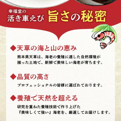 ふるさと納税 天草市 厳選・幸福堂の活き車えび(500g)_S005-001