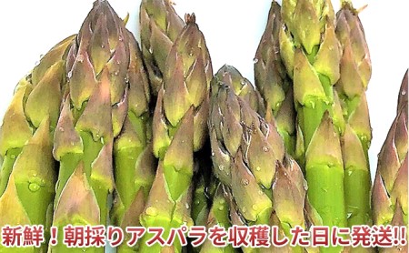 アスパラ 専門農家の特選グリーンアスパラ 1kg（L～2L）アスパラガス 原農園 あすぱら 野菜 北海道 上富良野町 令和6年発送