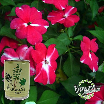 iPlant易開罐盆栽開心農場-五彩鳳仙花