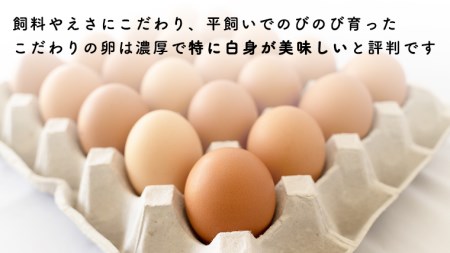 枝さんちのたまご(M～L20個) 産地直送 餌にこだわり 平飼いでのびのび育った卵[BT001sa]