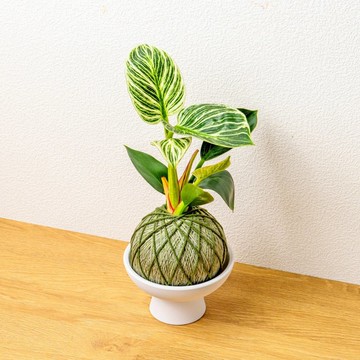 苔球植物 鉑金蔓綠絨墨綠苔球加磨砂高腳缽 苔球 苔玉 禮物