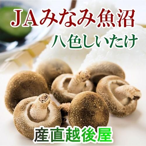 しいたけ 椎茸 八色しいたけ 南魚沼産 新潟県 南魚沼 JAみなみ魚沼農協 南魚沼産 八色しいたけ 1kg箱入 送料無料