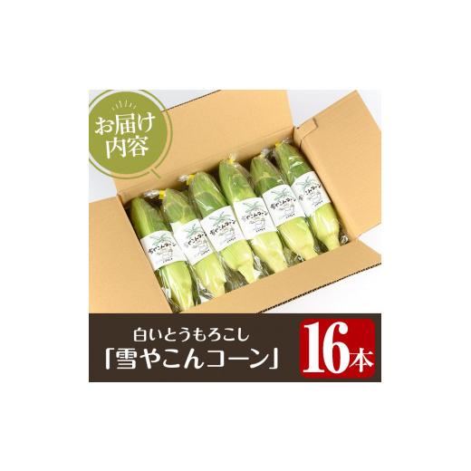 ふるさと納税 鹿児島県 阿久根市 ＜先行予約受付中！2024年6月下旬〜8月下旬の間に発送予定＞数量限定！極甘！白いとうもろこし「雪やこんコーン」(16本) 国産…