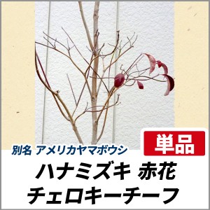 ハナミズキ チェロキーチーフ 赤花 単木 樹高1 5m前後 根鉢含まず 単品 落葉 植木 庭木 花木 シンボルツリー 通販 Lineポイント最大1 0 Get Lineショッピング